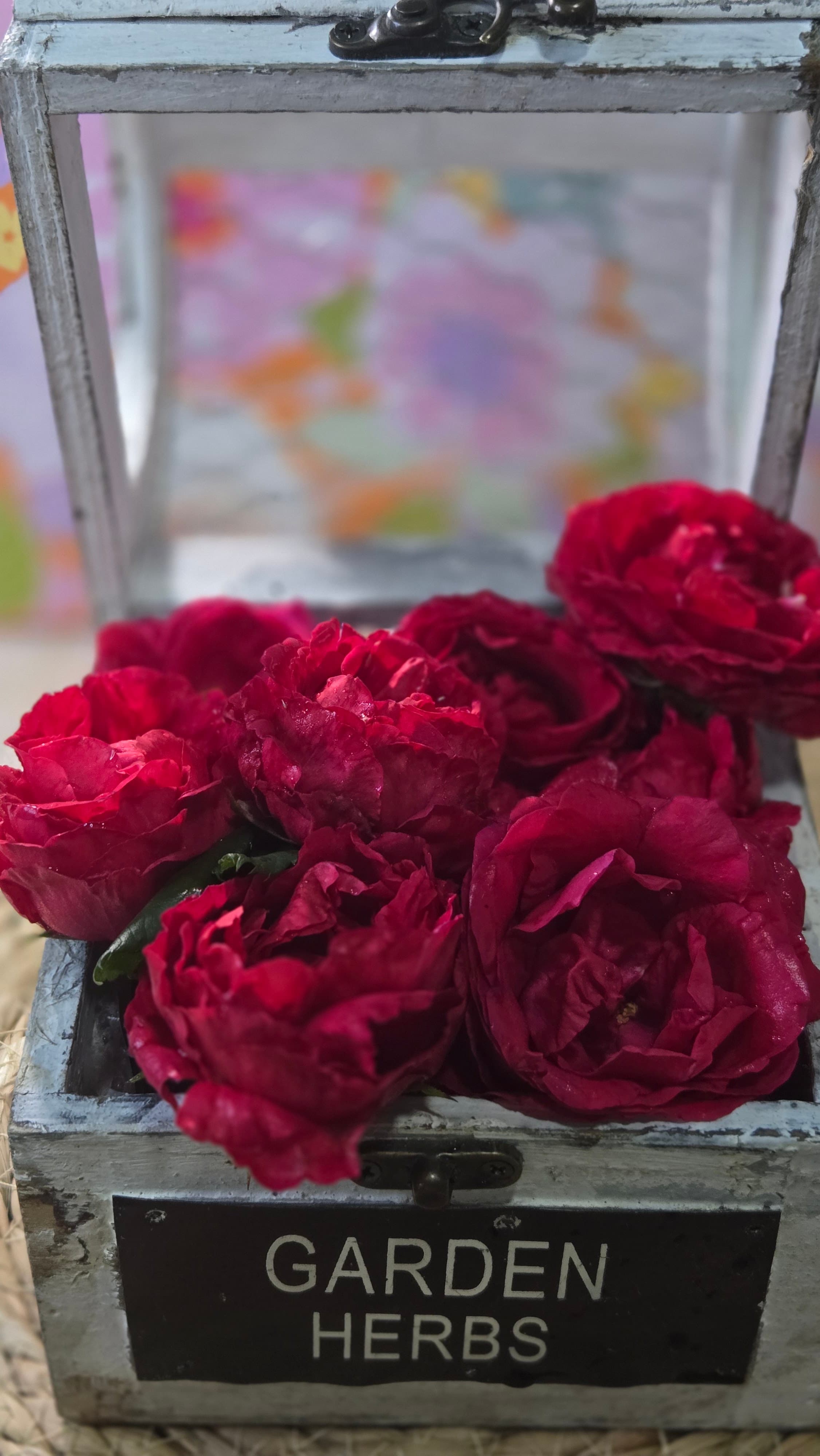 Rosa 