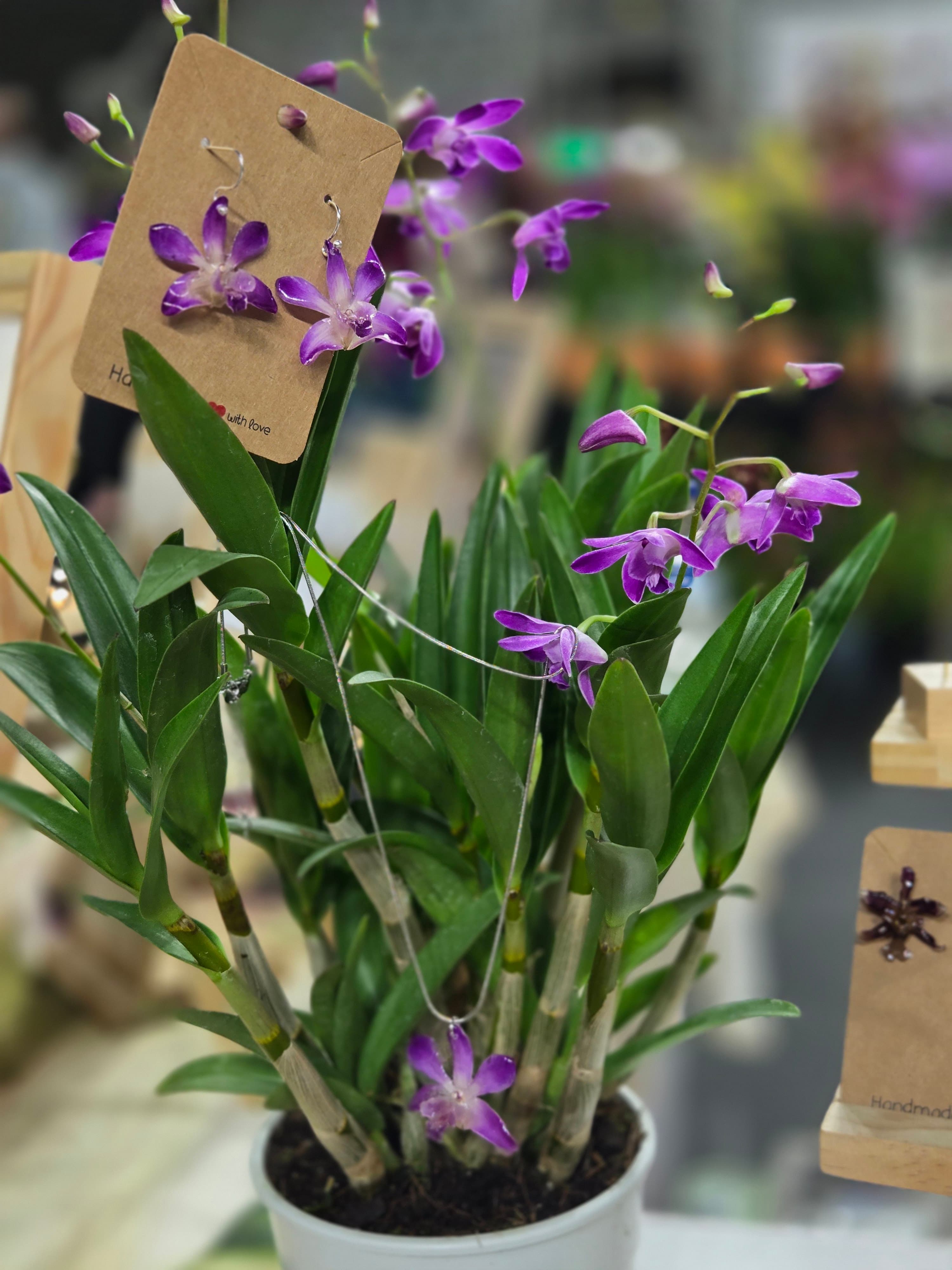 Dendrobium Berry