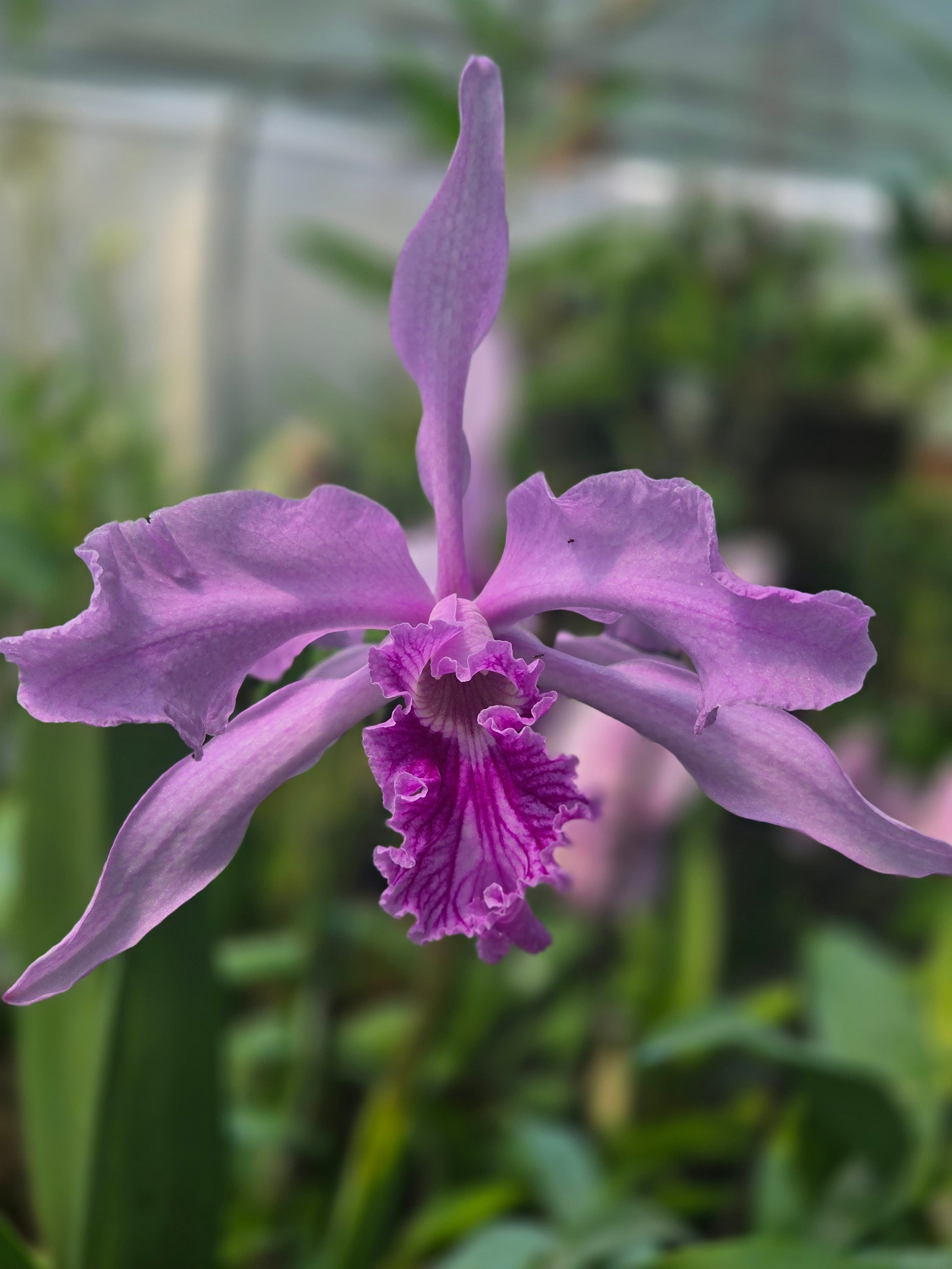 Laelia purpurata