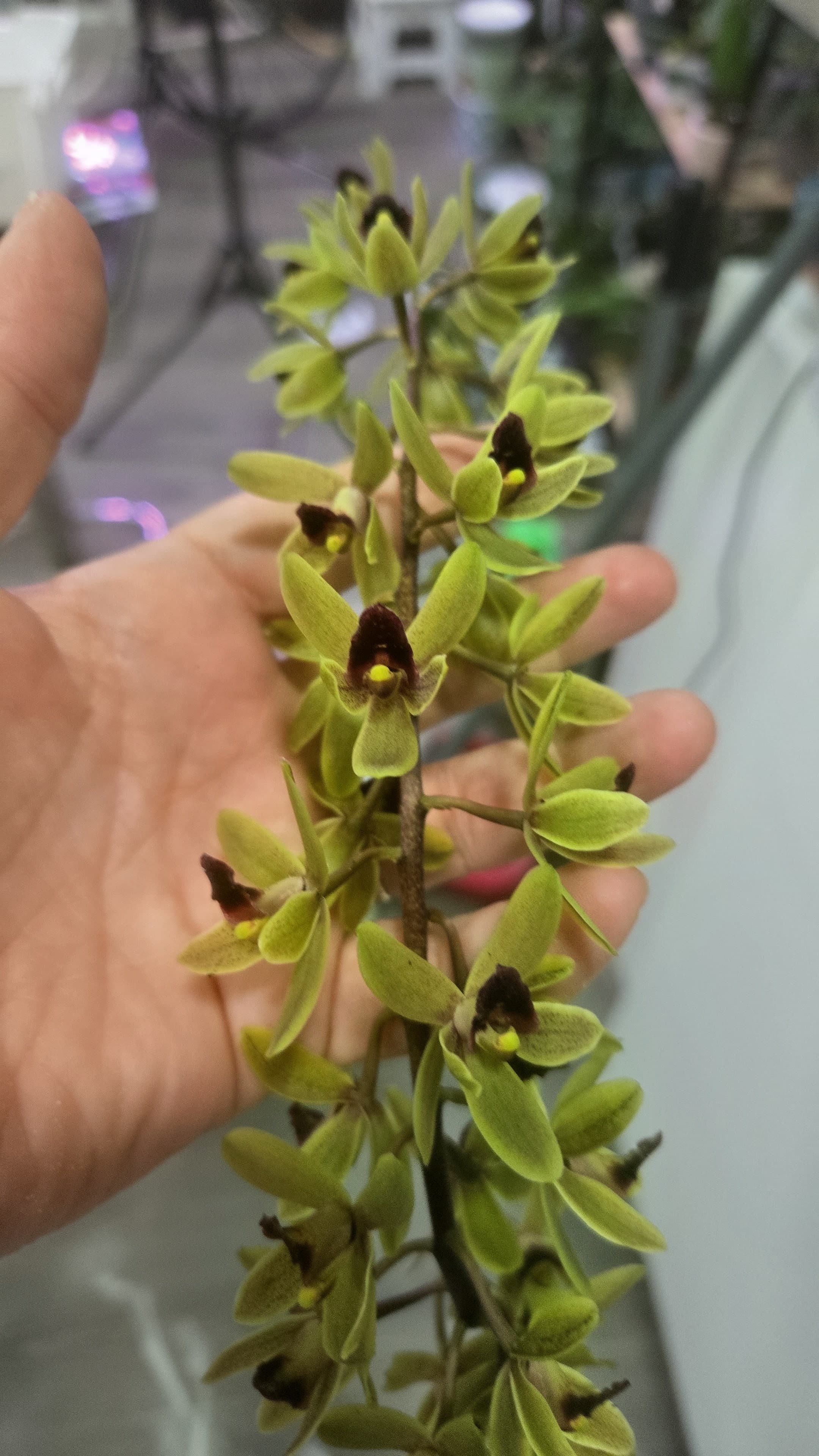 Cymbidium 