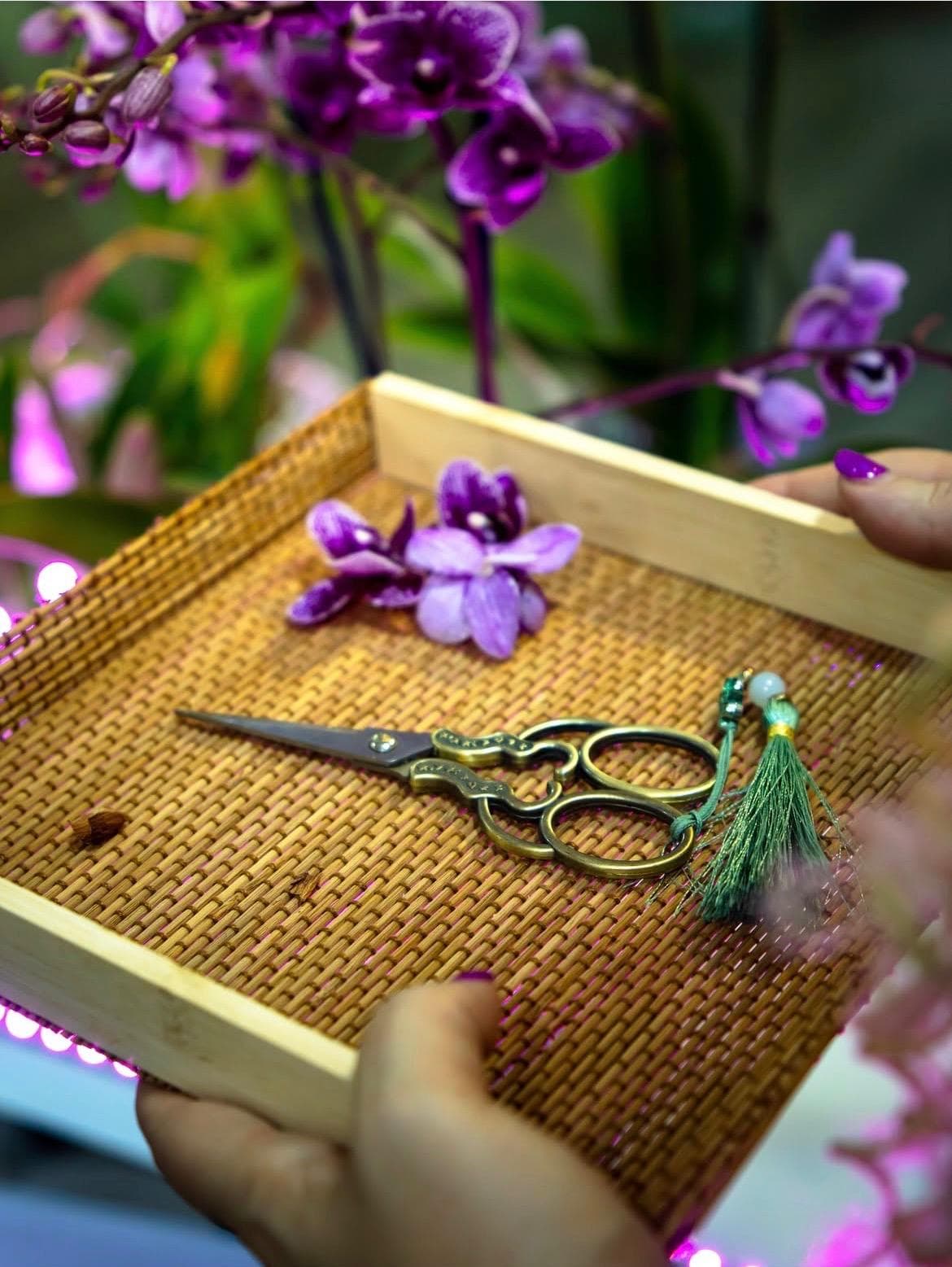 Tesouras douradas e orquídeas sobre uma bandeja de bambu