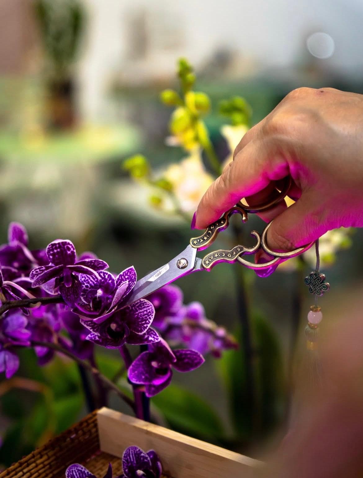 Mão a segurar uma tesoura junto a uma orquídea roxa
